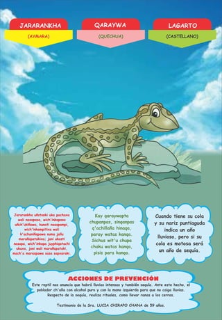 JARARANKHA QARAYWA LAGARTO
ACCIONES DE PREVENCIÓN
Jararankha uñstanki uka pachaxa
wali nasapasa, wich'inkapasa
uñch'ukiñawa, kunati nasapampi,
wich'inkampitixa wali
k'achaniñapawa suma jallu
marañapatakixa; jani ukasti
nasapa, wich'inkapa juyphiqatachi
ukaxa, jani wali marañapataki,
mach'a maraspawa sasa sapxaraki.
Kay qaraywapta
chupanpas, sinqanpas
q'achillaña hinaqa,
paray watas kanqa.
Sichus wit'u chupa
chaku watas kanqa,
pisis para kanqa.
Cuando tiene su cola
y su nariz puntiaguda
indica un año
lluvioso, pero si su
cola es motosa será
un año de sequía.
Testimonio de la Sra. LUCIA CHIRAPO CHANA de 59 años.
Este reptil nos anuncia que habrá lluvias intensas y también sequía. Ante este hecho, el
poblador ch'alla con alcohol puro y con la mano izquierda para que no caiga lluvias.
Respecto de la sequía, realiza rituales, como llevar ranas a los cerros.
(AYMARA) (QUECHUA) (CASTELLANO)
 