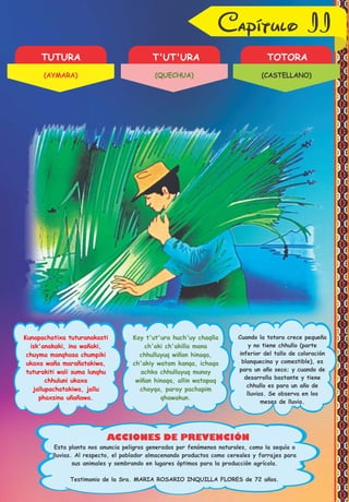 Capítulo II
TUTURA T'UT'URA TOTORA
ACCIONES DE PREVENCIÓN
Kunapachatixa tuturanakasti
isk'anakaki, ina wañaki,
chuyma manqhasa chumpiki
ukaxa waña marañatakiwa,
tuturakiti wali suma lunqhu
chhuluni ukaxa
jallupachatakiwa, jallu
phaxsina uñañawa.
Kay t'ut'ura huch'uy chaqlla
ch'aki ch'akilla mana
chhulluyuq wiñan hinaqa,
ch'akiy watam kanqa, ichaqa
achka chhulluyuq munay
wiñan hinaqa, allin watapaq
chayqa, paray pachapim
qhawakun.
Cuando la totora crece pequeña
y no tiene chhullo (parte
inferior del tallo de coloración
blanquecina y comestible), es
para un año seco; y cuando de
desarrolla bastante y tiene
chhullo es para un año de
lluvias. Se observa en los
meses de lluvia.
Testimonio de la Sra. MARIA ROSARIO INQUILLA FLORES de 72 años.
Esta planta nos anuncia peligros generados por fenómenos naturales, como la sequía o
lluvias. Al respecto, el poblador almacenando productos como cereales y forrajes para
sus animales y sembrando en lugares óptimos para la producción agrícola.
(AYMARA) (QUECHUA) (CASTELLANO)
 