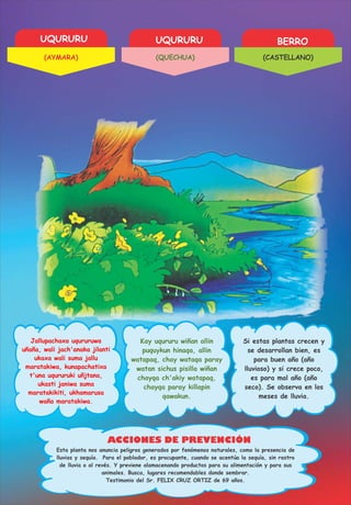 UQURURU UQURURU BERRO
ACCIONES DE PREVENCIÓN
Jallupachaxa uqururuwa
uñaña, wali jach'anaka jilanti
ukaxa wali suma jallu
maratakiwa, kunapachatixa
t'una uqururuki uñjtana,
ukasti janiwa suma
maratakikiti, ukhamarusa
waña maratakiwa.
Kay uqururu wiñan allin
puquykun hinaqa, allin
watapaq, chay wataqa paray
watan sichus pisilla wiñan
chayqa ch'akiy watapaq,
chayqa paray killapin
qawakun.
Si estas plantas crecen y
se desarrollan bien, es
para buen año (año
lluvioso) y si crece poco,
es para mal año (año
seco). Se observa en los
meses de lluvia.
Testimonio del Sr. FELIX CRUZ ORTIZ de 69 años.
Esta planta nos anuncia peligros generados por fenómenos naturales, como la presencia de
lluvias y sequía. Para el poblador, es procupante, cuando se acentúa la sequía, sin rastro
de lluvia o al revés. Y previene alamacenando productos para su alimentación y para sus
animales. Busca, lugares recomendables donde sembrar.
(AYMARA) (QUECHUA) (CASTELLANO)
 