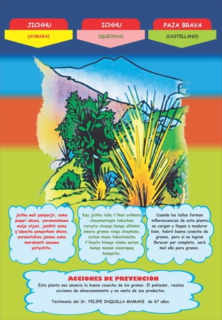 JICHHU ICHHU PAJA BRAVA
ACCIONES DE PREVENCIÓN
jichhu wali panqarjti, suma
puquri ukaxa, yarananakawa
walja utjani, janikiti suma
q'alpacha panqarkani ukaxa,
yaranatakisa janiwa suma
marakaniti sasawa
yatiychitu.
Kay jichhu tullu t'ikan achkata
chaymantapis tukuchan
ruruyta chayqa kanqa allinmin
siwara granos nisqa chaykuna,
sichus mana tukuchanchu
t'ikayta hinaqa chaku watan
kanqa manan siwarapaq
kanqachu.
Cuando los tallos forman
inﬂorescencias de esta planta
se cargan y llegan a madurar
bien, habrá buena cosecha de
granos, pero si no logran
ﬂorecer por completo, será
mal año para granos.
.
Testimonio del Sr. FELIPE INQUILLA MAMANI de 67 años.
Esta planta nos anuncia la buena cosecha de los granos. El poblador, realiza
acciones de almacenamiento y no venta de sus productos.
(AYMARA) (QUECHUA) (CASTELLANO)
 