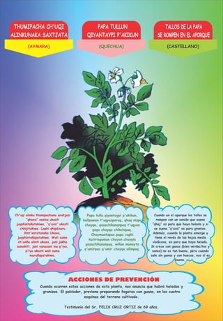 THUMIPACHA CH'UQI
ALINKUNAKA SAXTJATA
PAPA TULLUN
QIYANTAYPI P'AKIKUN
TALLOS DE LA PAPA
SE ROMPEN EN EL APORQUE
ACCIONES DE PREVENCIÓN
Ch'uqi alinku thumipachana saxtjasi
“qhaxa” sasina ukasti
juyphintañatakiwa, “q'axa” ukasti
chhijitakiwa. Laphi qhipäxaru
llint'xatatanaka Ukaxa,
juyphintañapatakiwa. Wali suma
ch'uxña alinti ukaxa, jani jukha
sumakiti, jani yanasani ina p'iya,
p'iya ukasti wali suma
marañapatakiwa.
Papa tullu qiyantaypi p'akikun,
kallpawan t'uqyasparaq, qhaq nispa
chayqa, qasachikunanpaq t'uqyan
qaqa chayqa chikchipaq.
Chaymantapas papa raphi
kutirisqaman chayan chaypis
qasachikunanpaq, wiñan munayta
q'umirpas q'umir chayqa allinpaq.
Cuando en el aporque los tallos se
rompen con un sonido que suena
“qhaj” es para que haya helada y si
se suena “q'axa” es para granizo.
Además, cuando la planta emerge y
tiene el revés de las hojas medio
violáceas, es para que haya helada.
Si crece con ganas (bien verdecitos y
sanos) no es tan bueno, pero cuando
sale sin ganas y con huecos, eso sí es
bueno.
Cuando ocurren estas acciones de esta planta, nos anuncia que habrá heladas y
granizos. El poblador, previene preparando fogatas con guano, en las cuatro
esquinas del terreno cultivado.
Testimonio del Sr. FELIX CRUZ ORTIZ de 69 años.
(AYMARA) (QUECHUA) (CASTELLANO)
 