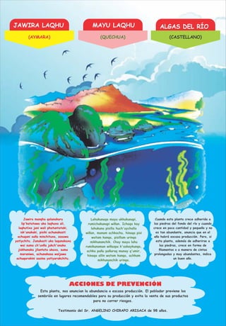 JAWIRA LAQHU MAYU LAQHU ALGAS DEL RÍO
ACCIONES DE PREVENCIÓN
Jawira manqha qalanakaru
lip'katatawa uka laqhuxa ali,
laqhutixa jani wali phatuntataki,
isk'anakaki, pisiki achunakasti
achuqani saña minchituxa, sasawa
yatiychitu. Janukasti uka laqunakaxa
wai suma ch'uxña jukch'anaka
jiskhanaka jilantata ukaxa, suma
maraniwa, achunakasa waljawa
achuqarakini sasina yatiyarakchitu.
Lahukunaqa mayu ukhukunapi,
rumichakunapi wiñan. Ichaqa kay
lahukuna pisilla huch'uychalla
wiñan, manam achkachu, hinaqa pisi
watam kanqa, pisillam urinqa
mikhunanchik. Chay mayu lahu
rumikunaman wiñaspa k'askaykunqa,
achka pañu pañuraq munay q'umir,
hinaqa allin watam kanqa, achkam
mikhunanchik urinqa.
Cuando esta planta crece adherida a
las piedras del fondo del río y cuando
crece en poca cantidad y pequeño y no
es tan abundante, anuncia que en el
año habrá escasa producción. Pero, si
esta planta, además de adherirse a
las piedras, crece en forma de
ﬁlamentos o a manera de cintas
prolongadas y muy abundantes, indica
un buen año.
Esta planta, nos anuncian la abundancia o escasa producción. El poblador previene los
sembriós en lugares recomendables para su producción y evita la venta de sus productos
para no correr riesgos.
Testimonio del Sr. ANGELINO CHIRAPO ARISACA de 98 años.
(AYMARA) (QUECHUA) (CASTELLANO)
 