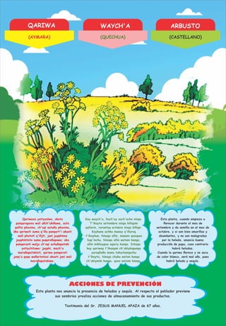 QARIWA WAYCH'A ARBUSTO
ACCIONES DE PREVENCIÓN
Qariwaxa yatiyasïwa, ukata
panqarapaxa wali uñch'ukiñawa, sata
qallta phaxina, ch'uqi sataña phaxina,
üka qariwati suma q'illu panqart'i ukasti
wali phatuti q'illjti, jani juyphinsa
juyphintata suma puqurañapawa; uka
panqarasti walja ch'uqi achuñapataki
yatiychituwa: juyphi, mach'a
marañapatakisti, qariwa panqarati
janq'u qaqa wañartataxi ukasti jani wali
marañapatakiwa.
Kay waych'a, huch'uy sach'acha nisqa.
T'ikayta setiembre nisqa killapim
qallarin, ruruntaq octubre nisqa killapi.
Kaykuna achka munay q'illuraq
t'ikaykun, hinaqa allin, manam qasapas
hap'inchu, hinaqa allin watam kanqa,
allin mikhuypas uqariy kanqa. Ichaqa
kay qariwaq t'ikasqan ch'akiykapunqa
yuraqllaña mana tukuchanqachu
t'ikayta, hinaqa chaku watan kanqa
ch'akiymim kanqa, qasa watam kanqa.
Esta planta, cuando empieza a
ﬂorecer durante el mes de
setiembre y da semilla en el mes de
octubre, y si son bien amarillas y
abundantes, y no son malogradas
por la helada, anuncia buena
producción de papa, caso contrario
habrá heladas.
Cuando la qariwa ﬂorece y se seca
de color blanco, será mal año, pues
habrá helada y sequía.
Esta planta nos anuncia la presencia de heladas y sequía. Al respecto el poblador previene
sus sembrios yrealiza acciones de almacenamiento de sus productos.
Testimonio del Sr. JESUS MANUEL APAZA de 67 años.
(AYMARA) (QUECHUA) (CASTELLANO)
 