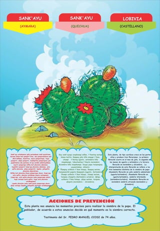 SANK'AYU SANK'AYU LOBIVIA
ACCIONES DE PREVENCIÓN
Sank'ayu achakanaxa qullu patanakana sank'ayuchiriwa,
marana kimsa kuti panqart'iriwa, aka panqaranakaxa wali
uñch'ukiñawa, kunattixa, nayra panqaratapa, taypi
panqariri, qhipa panqariri, kawkipirïna panqarapasa jani
juyphitakixa uka pachana ch'uqi sataña wakintayañawa;
nayriri panqarapa willka kuti phaxsina uñjtanwa,
taypinkiri panqariri lump'aqa phaxsina uñjtanwa, sata
qallta phaxsina, qhipa panqaristi, lapaka, jalluqallta
phaxsina uñjaraktana.
Willka kuti phaxsina khusa panqaraspa ukaxa, llump'aqa,
sata qallta, phaxina satañaspa (nayra sataspawa).
Llump'aqa, sata qallta phaxina suma panqaraspa ukasti,
taypi sataspa (sata qallta, taypi sata phaxsina
satañaspawa)
Lapaka phaxsina suma sank'ayuxa panqaraspa ukaxa
qhipa sataspa (lapaka, jalluqallta phaxsina satañaspawa)
Kay sank'ayuqa urqukunapi wiñan, t'ikantaq watapi
kimsa kutita: ñawpaq julio killa nisqapi t'ikan,
chawpi t'ikataq agosto, setiembre killa
nisqakunapi, tukuchantaq t'ikayta noviembre
diciembre killa nisqakunapi. Kayqa papa tarpunapaq
yuyanchakun, ahinata:
Ñawpaq achkata t'ikan hinaqa, ñawpaq watam,
tarpunanchik papata ñawpaqta (agosto, Setiembre)
Chawpi achkata t'ikan hinaqa, chawpi watam,
tarpuna chawpita (Setiembre octubre). Qhipa
achkata t'ikan hinaqa, qhipa watam, tarpuna
qhipata (noviembre - diciembre).
Abundante ﬂoración en julio sembrío adelantado
(agosto/setiembre). Abundante ﬂoración en
agosto/setiembre, sembrío intermedio
(setiembre/octubre). Abundante ﬂoración en
noviembre sembrío atrasado (noviembre y
diciembre).
Esta planta, de tipo cactáceo crece en las partes
altas y produce tres ﬂoraciones. La primera
ﬂoración ocurre en el mes de julio, la segunda en
los meses de agosto y setiembre y la tercera
ﬂoración en noviembre y diciembre. La
interpretación de esta ﬂoración se reﬁere a los
tres momentos distintos de la siembra de papa:
Testimonio del Sr. PEDRO MANUEL CCOSI de 74 años.
Esta planta nos anuncia los momentos precisos para realizar la siembra de la papa. El
poblador, de acuerdo a estos anuncios decide en qué momento es la siembra correcta.
(AYMARA) (QUECHUA) (CASTELLANO)
 