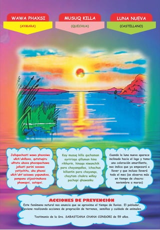 WAWA PHAXSI MUSUQ KILLA LUNA NUEVA
ACCIONES DE PREVENCIÓN
Jallupachasti wawa phaxsiwa
uñch'ukiñaxa, qutatuqiru
uñtata ukaxa phaxspachawa
jallusti purini sasawa
yatiychitu, uka phaxsi
uñch'ukt'asisawa yapunakxa,
pampana utjasirinakaxa
phawapxi, satapxi.
Kay musuq killa quchaman
ayririsqa qilluman hina
rikhurin, hinaqa niwanchik
para chayanqañas, ichachus
killantin para chayanqa,
chaytam chakra wiñay
pachapi qhawanku
Cuando la luna nueva aparece
inclinado hacia el lago y toma
una coloración amarillenta,
nos indica que ya empezará a
llover y que incluso lloverá
todo el mes (se observa más
en tiempo de chacra:
noviembre a marzo)
Este fenómeno natural nos anuncia que se aproxima el tiempo de lluvias. El poblador,
previene realizando acciones de prepración de terrenos, semillas y cuidado de animales.
Testimonio de la Sra. SABASTIANA CHANA CONDORI de 59 años.
(AYMARA) (QUECHUA) (CASTELLANO)
 