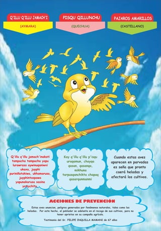Q'ILLU Q'ILLU JAMACH'I PISQU QILLUNCHU PAJAROS AMARILLOS
ACCIONES DE PREVENCIÓN
Q'illu q'illu jamach'inakati
tampacha tampacha yapu
lurawrasa aywinuqaniwxi
ukaxa, juyphi
puriniñatakiwa, ukhamarusa,
juyphintaspawa
yapunakarusa sasina
yatiychitu.
Kay q'illu q'illu p'isqu
uraqamun, chayqa
qasan, qasanqa,
mikhuna
tarpusqanchikta chapaq
qasarqunmanmi
Cuando estas aves
aparecen en parvadas
es seña que pronto
caerá heladas y
afectará los cultivos.
Testimonio del Sr. FELIPE INQUILLA MAMANI de 67 años
Estas aves anuncian, peligros generados por fenómenos naturales, tales como las
heladas. Por este hecho, el poblador se adelanta en el recogo de sus cultivos, para no
tener aprietos en su campaña agrícola.
(AYMARA) (QUECHUA) (CASTELLANO)
 