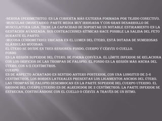 -Serosa (perimetrito): es la cubierta más externa formada por tejido conectivo.
-Muscular (monetario): parte media muy irrigada y con gran desarrollo de
musculatura lisa. Tiene la capacidad de soportar un notable estiramiento en la
gestación avanzada. Sus contracciones rítmicas hace posible la salida del feto
durante el parto.
-Mucosa (endometrio): ubicada en el lumen del útero, está dotada de numerosas
glándulas mucosas.
El útero se divide en tres regiones: fondo, cuerpo y cérvix o cuello.
Fondo
Es la región superior del útero, de forma convexa. El límite inferior se relaciona
con los orificios de las trompas de Falopio. El fondo es la región más ancha del
útero, con 4-5 centímetros.
Cuerpo
Es de aspecto achatado en sentido antero posterior, con una longitud de 5-6
centímetros. Los bordes laterales presentan los ligamentos anchos del útero.
Las trompas de Falopio desembocan en la parte superior del cuerpo uterino. El
grosor del cuerpo uterino es de alrededor de 2 centímetros. La parte inferior se
estrecha, continuándose con el cuello o cérvix a través de un istmo.

 