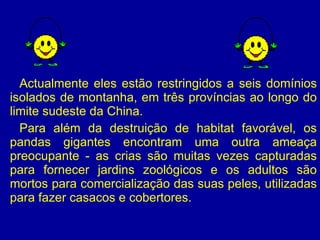 Actualmente eles estão restringidos a seis domínios isolados de montanha, em três províncias ao longo do limite sudeste da China.  Para além da destruição de habitat favorável, os pandas gigantes encontram uma outra ameaça preocupante - as crias são muitas vezes capturadas para fornecer jardins zoológicos e os adultos são mortos para comercialização das suas peles, utilizadas para fazer casacos e cobertores.  