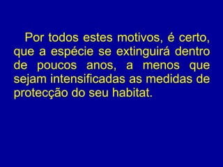 Por todos estes motivos, é certo, que a espécie se extinguirá dentro de poucos anos, a menos que sejam intensificadas as medidas de protecção do seu habitat.  