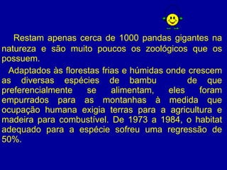 Restam apenas cerca de 1000 pandas gigantes na natureza e são muito poucos os zoológicos que os possuem.  Adaptados às florestas frias e húmidas onde crescem as diversas espécies de bambu  de que preferencialmente se alimentam, eles foram empurrados para as montanhas à medida que ocupação humana exigia terras para a agricultura e madeira para combustível. De 1973 a 1984, o habitat adequado para a espécie sofreu uma regressão de 50%.  
