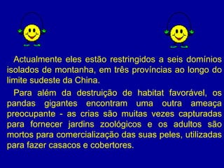 Actualmente eles estão restringidos a seis domínios isolados de montanha, em três províncias ao longo do limite sudeste da China.  Para além da destruição de habitat favorável, os pandas gigantes encontram uma outra ameaça preocupante - as crias são muitas vezes capturadas para fornecer jardins zoológicos e os adultos são mortos para comercialização das suas peles, utilizadas para fazer casacos e cobertores.  