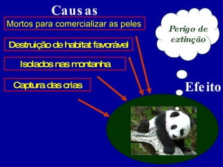 Causas Efeito Destruição de habitat favorável Isolados nas montanha Captura das crias Mortos para comercializar as peles Perigo de extinção 