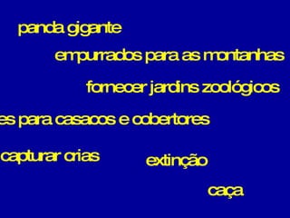 panda gigante empurrados para as montanhas fornecer jardins zoológicos peles para casacos e cobertores capturar crias extinção caça 