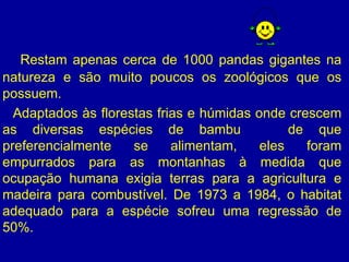 Restam apenas cerca de 1000 pandas gigantes na natureza e são muito poucos os zoológicos que os possuem.  Adaptados às florestas frias e húmidas onde crescem as diversas espécies de bambu  de que preferencialmente se alimentam, eles foram empurrados para as montanhas à medida que ocupação humana exigia terras para a agricultura e madeira para combustível. De 1973 a 1984, o habitat adequado para a espécie sofreu uma regressão de 50%.  