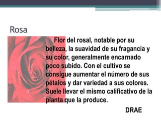 Rosa
Flor del rosal, notable por su
belleza, la suavidad de su fragancia y
su color, generalmente encarnado
poco subido. Con el cultivo se
consigue aumentar el número de sus
pétalos y dar variedad a sus colores.
Suele llevar el mismo calificativo de la
planta que la produce.
DRAE
 