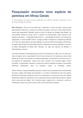 Pesquisador encontra nova espécie de
perereca em Minas Gerais
A descoberta de duas novas espécies em Minas Gerais confirma a rica
biodiversidade do Brasil.
Belo Horizonte — Das cinco da manhã até a meia-noite, no meio da mata, à procura pelo
desconhecido. Poderia ser o roteiro de um filme de aventura, mas é só a rotina vivida durante
meses pelo pesquisador Clodoaldo Lopes de Assis, do Museu de Zoologia João Moojen, da
Universidade Federal de Viçosa (UFV). O esforço foi recompensado. Assis descobriu uma
espécie de perereca — a Aparasphenodon pomba — na localidade de Sinimbu, no município de
Cataguases, na Zona da Mata mineira. O artigo científico resultante da novidade foi publicado
há 15 dias na revista Zootaxa, da Nova Zelândia. O nome do anfíbio homenageia o Rio Pomba,
na região. Além de Assis, Leandro Braga Godinho, pesquisador da mesma instituição, encontrou,
na Bacia Hidrográfica do Médio São Francisco, um sapo não descrito na literatura: o
Proceratophrys carranca.
O primeiro exemplar da Aparasphenodon pomba foi encontrado em 2008, mas, só neste ano,
Assis conseguiu reunir a quantidade mínima de oito animais a fim de atestar que não se trata
apenas de um bicho já conhecido com algumas alterações. A perereca tem entre 5cm e 6cm e,
nas palavras do pesquisador, “parece uma onça”: dourada, com manchas beges e olhos
vermelhos. O pesquisador comparou o animal com todas as espécies do gênero, encontrando
diferenças

significativas

tanto

na

coloração

quanto

na

morfologia

interna.

Peneira, lanterna, máquina fotográfica, gravador e caderno para anotações foram as ferramentas
de campo usadas pelo biólogo para descobrir a A. pomba, considerada por ele uma espécie
difícil de ser observada e capturada. “Ela vive em bambuzais e, no período chuvoso, tem hábitos
reprodutivos explosivos. Reproduz-se em um pequeno período, quando está chovendo, e depois
some, volta para seu refúgio”, diz. O próximo passo, segundo ele, é encontrar o animal se
reproduzindo, gravar seu canto e achar o girino, para aprofundar os estudos.

 