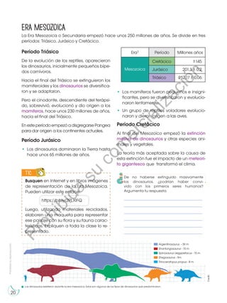 Prohibida
su
reproducción
20
Era Mesozoica
La Era Mesozoica o Secundaria empezó hace unos 250 millones de años. Se divide en tres
períodos: Triásico, Jurásico y Cretácico.
Período Triásico
De la evolución de los reptiles, aparecieron
los dinosaurios, inicialmente pequeños bípe-
dos carnívoros.
Hacia el final del Triásico se extinguieron los
mamiferoides y los dinosaurios se diversifica-
ron y se adaptaron.
Pero el cinodonte, descendiente del terápsi-
do, sobrevivió, evolucionó y dio origen a los
mamíferos, hace unos 230 millones de años,
hacia el final del Triásico.
EnesteperíodoempezóadisgregarsePangea
para dar origen a los continentes actuales.
Período Jurásico
•	 Los dinosaurios dominaron la Tierra hasta
hace unos 65 millones de años.
Argentinosaurus - 39 m
Shantungosaurus - 15 m
Spinosaurus aegypetacus - 15 m
Shegosaurus - 9m
Triroceratopus propus - 8 m	
Era1 Período
145
201,3 0,2
252,17 0,06
+
–
+
–
+
–
Millones años
Mesozoica
Cretácico
Jurásico
Triásico
Busquen en Internet y en libros imágenes
de representación de la Era Mesozoica.
Pueden utilizar este enlace:
TIC
E
N
G
R
UPO
Y
T
A
M
B
IÉN
T
I
C
S
R
E
C
O
R
T
A
BLES
C
A
L
C
U
L
A
DORA
https://bit.ly/2PLXIFQ
©edb
•	 Los mamíferos fueron pequeños e insigni-
ficantes, pero se diversificaron y evolucio-
naron lentamente.
•	Un grupo de reptiles voladores evolucio-
naron y dieron origen a las aves.
Período Cretácico
Al final del Mesozoico empezó la extinción
masiva de dinosaurios y otras especies ani-
males y vegetales.
La teoría más aceptada sobre la causa de
esta extinción fue el impacto de un meteori-
to gigantesco que transformó el clima.
De no haberse extinguido masivamente
los dinosaurios, ¿podrían haber convi-
vido con los primeros seres humanos?
Argumenta tu respuesta.
___________________________________________________
___________________________________________________
___________________________________________________
___________________________________________________
___________________________________________________
___________________________________________________
Luego, utilizando materiales reciclados,
elaboren una maqueta para representar
ese paisaje con su flora y su fauna carac-
terísticas. Expliquen a toda la clase lo re-
presentado.
Los dinosaurios existieron durante la era mesozoica. Estos son algunos de los tipos de dinosaurios que predominaron.
P
r
o
h
i
b
i
d
a
s
u
c
o
m
e
r
c
i
a
l
i
z
a
c
i
ó
n
 