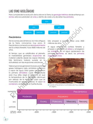 Prohibida
su
reproducción
18
Las eras geológicas
Para comprender la evolución de la vida en la Tierra, la geología histórica divide el tiempo en
eones, estos se subdividen en eras, y dentro de cada una de estas hay períodos.
Precámbrico
De los eones precámbricos, los más antiguos
de la Tierra, conocemos muy poco. El
Precámbricocomenzóconelendurecimiento
de la corteza terrestre, hace 4500 millones de
años.
Al tiempo que se solidificaba el planeta,
la inestabilidad generaba erupciones de
material caliente desde las capas inferiores.
Este fenómeno todavía sucede en la
actualidad; son las erupciones volcánicas.
Taleserupcionesgeneraronlaevacuaciónde
gases: hidrógeno, helio, anhídrido carbónico
y vapor de agua. Estos gases compusieron
la primera atmósfera cuyas temperaturas
eran muy altas. Llegó el momento en que
la temperatura de la atmósfera disminuyó
por debajo de la necesaria para que se
mantuviera en estado gaseoso. El vapor se
condensó y se precipitó en fuertes lluvias.
Eón
era
período período
período período
era
http://goo.gl/inbmdh
Esto empezó a suceder hace unos 3500
millones de años.
El agua erosionó la corteza terrestre y
empezó a modificar el relieve y emergieron
los océanos. En el agua aparecieron las
primeras bacterias, es decir, los primeros
organismos vivos.
Durante el Precámbrico la atmósfera era muy caliente y
sin oxígeno.
supereón
eón
era
período
–4500 –4000 –3500 –3000 –2500
Hadearo Arqueano
Precámbrico
Eoarq. Paleoarq. Mesoarq. Neoarq.
millones
de años
P
r
o
h
i
b
i
d
a
s
u
c
o
m
e
r
c
i
a
l
i
z
a
c
i
ó
n
 