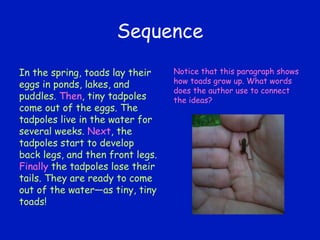Sequence In the spring, toads lay their eggs in ponds, lakes, and puddles.  Then , tiny tadpoles come out of the eggs. The tadpoles live in the water for several weeks.  Next , the tadpoles start to develop back legs, and then front legs.  Finally  the tadpoles lose their tails. They are ready to come out of the water—as tiny, tiny toads! Notice that this paragraph shows how toads grow up. What words does the author use to connect the ideas? 