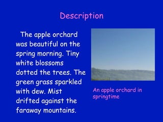 Description The apple orchard was beautiful on the spring morning. Tiny white blossoms dotted the trees. The green grass sparkled with dew. Mist drifted against the faraway mountains. An apple orchard in springtime 