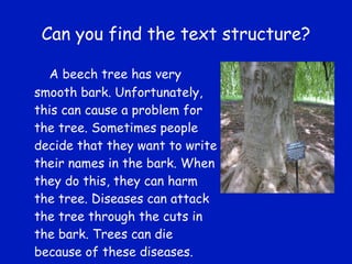 Can you find the text structure? A beech tree has very smooth bark. Unfortunately, this can cause a problem for the tree. Sometimes people decide that they want to write their names in the bark. When they do this, they can harm the tree. Diseases can attack the tree through the cuts in the bark. Trees can die because of these diseases. 