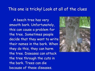 This one is tricky! Look at all of the clues A beech tree has very smooth bark. Unfortunately, this can cause a problem for the tree. Sometimes people decide that they want to write their names in the bark. When they do this, they can harm the tree. Diseases can attack the tree through the cuts in the bark. Trees can die because of these diseases. 