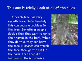 This one is tricky! Look at all of the clues A beech tree has very smooth bark.  Unfortunately , this can  cause  a problem for the tree. Sometimes people decide that they want to write their names in the bark. When they do this, they can harm the tree. Diseases can attack the tree through the cuts in the bark. Trees can die  because of  these diseases. 