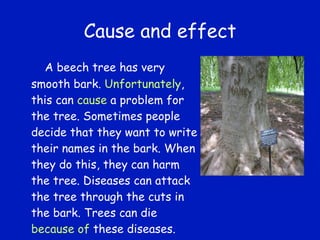 Cause and effect A beech tree has very smooth bark.  Unfortunately , this can  cause  a problem for the tree. Sometimes people decide that they want to write their names in the bark. When they do this, they can harm the tree. Diseases can attack the tree through the cuts in the bark. Trees can die  because of  these diseases. 