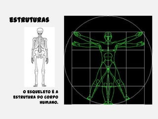 estruturasO esqueleto é a estrutura do corpo humano.