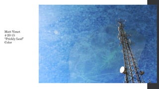 Matt Yimet
4-20-15
“Prickly Leaf”
Color
 