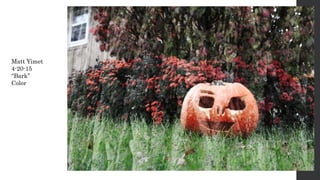 Matt Yimet
4-20-15
“Bark”
Color
 