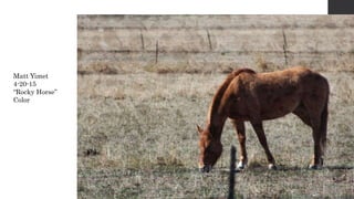 Matt Yimet
4-20-15
“Rocky Horse”
Color
 
