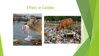 Effect in Cattles
 
