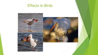 Effects in Birds
 
