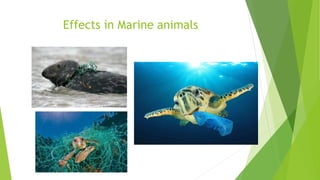 Effects in Marine animals
 
