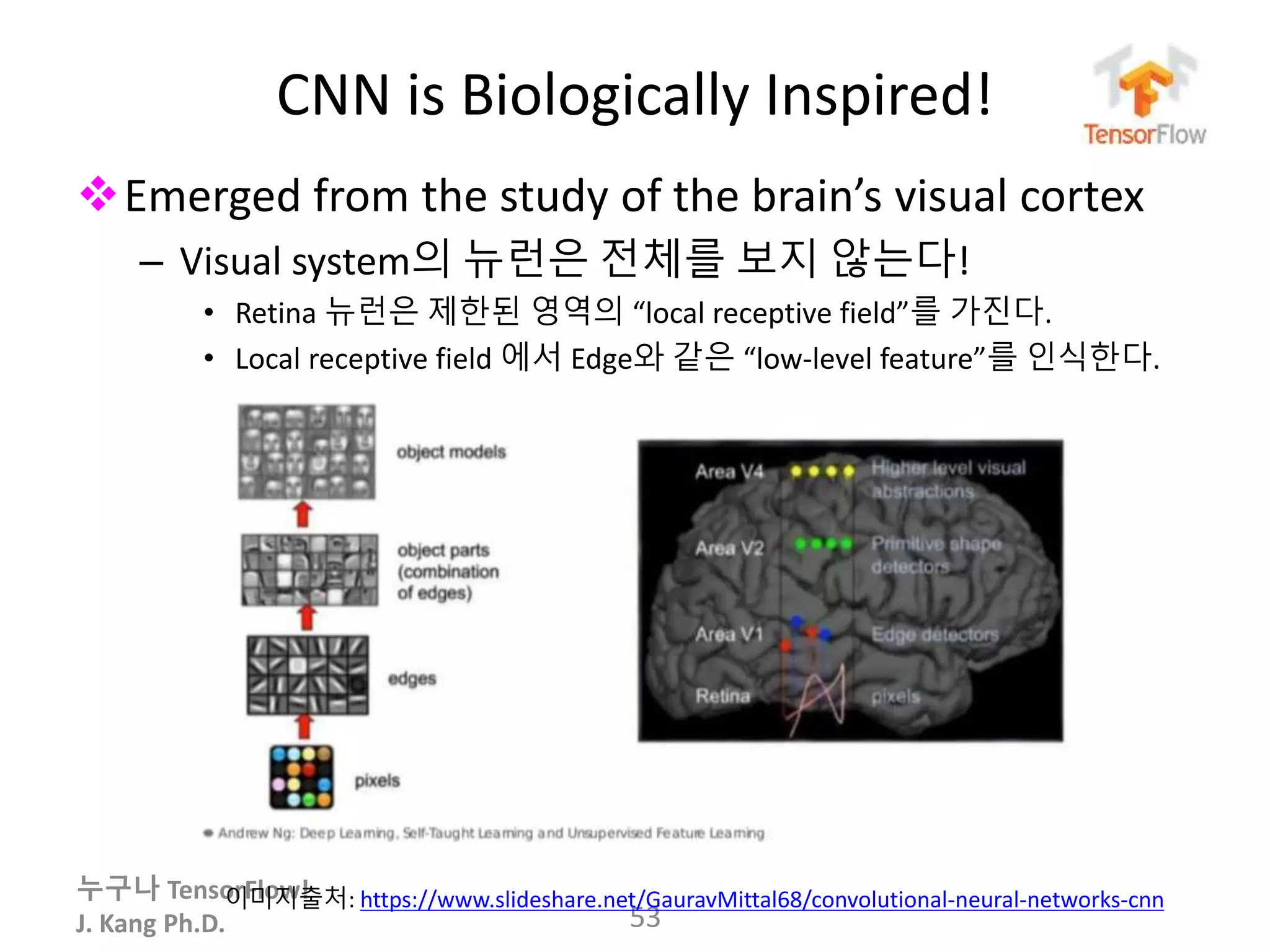 누구나 TensorFlow!
J. Kang Ph.D.
CNN is Biologically Inspired!
Emerged from the study of the brain’s visual cortex
– Visual system의 뉴런은 전체를 보지 않는다!
• Retina 뉴런은 제한된 영역의 “local receptive field”를 가진다.
• Local receptive field 에서 Edge와 같은 “low-level feature”를 인식한다.
53
이미지출처: https://www.slideshare.net/GauravMittal68/convolutional-neural-networks-cnn
 
