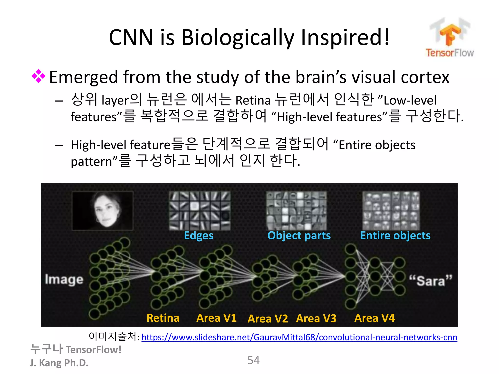 누구나 TensorFlow!
J. Kang Ph.D.
CNN is Biologically Inspired!
Emerged from the study of the brain’s visual cortex
– 상위 layer의 뉴런은 에서는 Retina 뉴런에서 인식한 ”Low-level
features”를 복합적으로 결합하여 “High-level features”를 구성한다.
– High-level feature들은 단계적으로 결합되어 “Entire objects
pattern”를 구성하고 뇌에서 인지 한다.
54
이미지출처: https://www.slideshare.net/GauravMittal68/convolutional-neural-networks-cnn
Area V1 Area V2 Area V3 Area V4Retina
Edges Object parts Entire objects
 