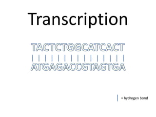 Transcription

= hydrogen bond

 