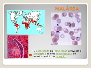 MALÁRIA
O esporozoíto do Plasmodium atravessa o
citoplasma de uma célula epitelial do
intestino médio do mosquito
 
