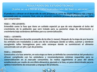 El producto a ofrecer en el desarrollo de este proyecto es carne de tilapia (Mojarra roja y negra)
procesada para su consumo final, este se obtendrá mediante proceso de producción por fases
que comprenden:
FASE 1 – PRE LEVANTE:
Entendida como la fase que tiene un cuidado especial ya que de esta depende el éxito del
crecimiento de la población que será tratada para su posterior etapa de alimentación y
crecimiento bajo estándares definidos para su comercialización.
FASE 2 – LEVANTE:
Esta etapa tiene una duración promedio de 60 días (2 meses). Después de la etapa de pre levante
los animales son trasladados a cada uno de los estanques donde se tallan, cuentan y siembran
escogiendo tallas homogéneas para cada estanque donde se suministrará el alimento
concentrado con un 38% y 34% de proteína.
FASE 3 – ENGORDE:
Consecutiva a la fase anterior, en esta etapa se tiene ya definida las características del producto a
ofrecer cumpliendo con los estándares y recomendaciones mínimas requeridas para su
comercialización en el mercado consumista. Se realiza seguimiento al peso del alevín
estableciendo por medio de una dieta alimenticia ajustada a la fase, un peso determinado para su
optimo tratamiento de eviscerado y empaque del producto.
 