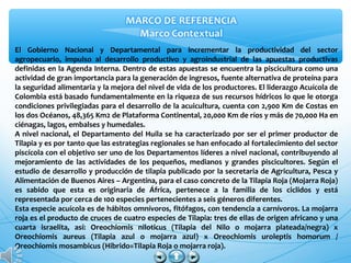 El Gobierno Nacional y Departamental para incrementar la productividad del sector
agropecuario, impulso al desarrollo productivo y agroindustrial de las apuestas productivas
definidas en la Agenda Interna. Dentro de estas apuestas se encuentra la piscicultura como una
actividad de gran importancia para la generación de ingresos, fuente alternativa de proteína para
la seguridad alimentaria y la mejora del nivel de vida de los productores. El liderazgo Acuícola de
Colombia está basado fundamentalmente en la riqueza de sus recursos hídricos lo que le otorga
condiciones privilegiadas para el desarrollo de la acuicultura, cuenta con 2,900 Km de Costas en
los dos Océanos, 48,365 Km2 de Plataforma Continental, 20,000 Km de ríos y más de 70,000 Ha en
ciénagas, lagos, embalses y humedales.
A nivel nacional, el Departamento del Huila se ha caracterizado por ser el primer productor de
Tilapia y es por tanto que las estrategias regionales se han enfocado al fortalecimiento del sector
piscícola con el objetivo ser uno de los Departamentos líderes a nivel nacional, contribuyendo al
mejoramiento de las actividades de los pequeños, medianos y grandes piscicultores. Según el
estudio de desarrollo y producción de tilapia publicado por la secretaria de Agricultura, Pesca y
Alimentación de Buenos Aires – Argentina, para el caso concreto de la Tilapia Roja (Mojarra Roja)
es sabido que esta es originaria de África, pertenece a la familia de los ciclidos y está
representada por cerca de 100 especies pertenecientes a seis géneros diferentes.
Esta especie acuícola es de hábitos omnívoros, fitófagos, con tendencia a carnívoros. La mojarra
roja es el producto de cruces de cuatro especies de Tilapia: tres de ellas de origen africano y una
cuarta israelita, así: Oreochiomis niloticus (Tilapia del Nilo o mojarra plateada/negra) x
Oreochiomis aureus (Tilapia azul o mojarra azul) x Oreochiomis uroleptis homorum /
Oreochiomis mosambicus (Hibrido=Tilapia Roja o mojarra roja).
 