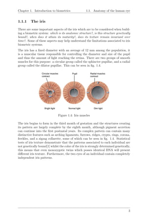 Chapter 1. Introduction to biometrics 1.1. Anatomy of the human eye
1.1.1 The iris
There are some important aspects of the iris which are to be considered when build-
ing a biometric system: which is its anatomic structure?, is this structure genetically
bound?, when does it attain its maturity?, does its texture remain invariant over
time?. Some of these aspects may help understand the limitations associated to iris
biometric systems.
The iris has a ﬁxed diameter with an average of 12 mm among the population, it
is a muscular tissue responsible for controlling the diameter and size of the pupil
and thus the amount of light reaching the retina. There are two groups of smooth
muscles for this purpose: a circular group called the sphincter pupillae, and a radial
group called the dilator pupillae. This can be seen in ﬁg. 1.4.
Figure 1.4: Iris muscles
The iris begins to form in the third month of gestation and the structures creating
its pattern are largely complete by the eighth month, although pigment accretion
can continue into the ﬁrst postnatal years. Its complex pattern can contain many
distinctive features such as arching ligaments, furrows, ridges, crypts, rings, corona,
freckles, and a zigzag collarette, some of which can be seen in ﬁg. 1.4. Statistical
tests of iris texture demonstrate that the patterns associated to each individual are
not genetically bound[1] whilst the color of the iris is strongly determined genetically,
this means that even monozygotic twins which posses identical DNA will present
diﬀerent iris texture. Furthermore, the two eyes of an individual contain completely
independent iris patterns.
3
 