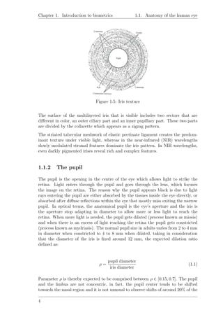 Chapter 1. Introduction to biometrics 1.1. Anatomy of the human eye
Figure 1.5: Iris texture
The surface of the multilayered iris that is visible includes two sectors that are
diﬀerent in color, an outer ciliary part and an inner pupillary part. These two parts
are divided by the collarette which appears as a zigzag pattern.
The striated tabecular meshwork of elastic pectinate ligament creates the predom-
inant texture under visible light, whereas in the near-infrared (NIR) wavelengths
slowly modulated stromal features dominate the iris pattern. In NIR wavelengths,
even darkly pigmented irises reveal rich and complex features.
1.1.2 The pupil
The pupil is the opening in the centre of the eye which allows light to strike the
retina. Light enters through the pupil and goes through the lens, which focuses
the image on the retina. The reason why the pupil appears black is due to light
rays entering the pupil are either absorbed by the tissues inside the eye directly, or
absorbed after diﬀuse reﬂections within the eye that mostly miss exiting the narrow
pupil. In optical terms, the anatomical pupil is the eye’s aperture and the iris is
the aperture stop adapting in diameter to allow more or less light to reach the
retina. When more light is needed, the pupil gets dilated (process known as miosis)
and when there is an excess of light reaching the retina the pupil gets constricted
(process known as mydriasis). The normal pupil size in adults varies from 2 to 4 mm
in diameter when constricted to 4 to 8 mm when dilated, taking in consideration
that the diameter of the iris is ﬁxed around 12 mm, the expected dilation ratio
deﬁned as:
ρ =
pupil diameter
iris diameter
(1.1)
Parameter ρ is thereby expected to be comprised between ρ ∈ [0.15, 0.7]. The pupil
and the limbus are not concentric, in fact, the pupil center tends to be shifted
towards the nasal region and it is not unusual to observe shifts of around 20% of the
4
 