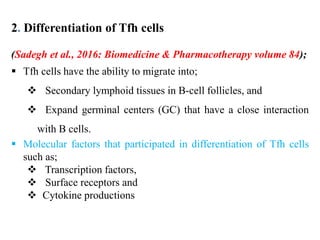 2. Differentiation of Tfh cells
(Sadegh et al., 2016: Biomedicine & Pharmacotherapy volume 84);
 Tfh cells have the ability to migrate into;
 Secondary lymphoid tissues in B-cell follicles, and
 Expand germinal centers (GC) that have a close interaction
with B cells.
 Molecular factors that participated in differentiation of Tfh cells
such as;
 Transcription factors,
 Surface receptors and
 Cytokine productions
 