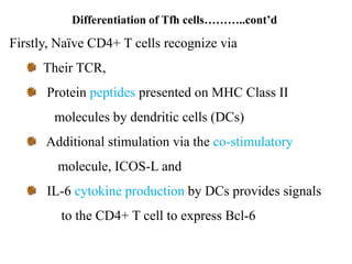 Differentiation of Tfh cells………..cont’d
Firstly, Naïve CD4+ T cells recognize via
Their TCR,
Protein peptides presented on MHC Class II
molecules by dendritic cells (DCs)
Additional stimulation via the co-stimulatory
molecule, ICOS-L and
IL-6 cytokine production by DCs provides signals
to the CD4+ T cell to express Bcl-6
 
