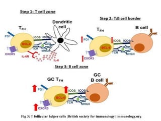 Fig 3: T follicular helper cells |British society for immunology| immunology.org
 