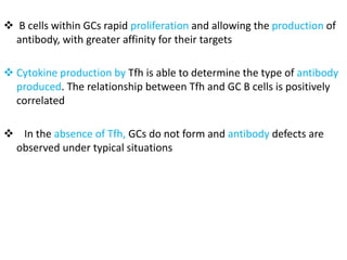  B cells within GCs rapid proliferation and allowing the production of
antibody, with greater affinity for their targets
 Cytokine production by Tfh is able to determine the type of antibody
produced. The relationship between Tfh and GC B cells is positively
correlated
 In the absence of Tfh, GCs do not form and antibody defects are
observed under typical situations
 
