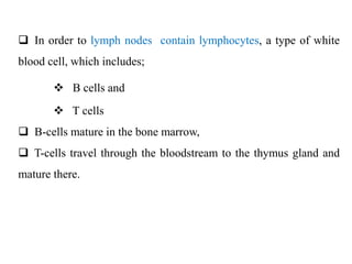  In order to lymph nodes contain lymphocytes, a type of white
blood cell, which includes;
 B cells and
 T cells
 B-cells mature in the bone marrow,
 T-cells travel through the bloodstream to the thymus gland and
mature there.
 