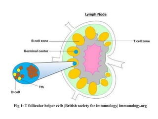 Fig 1: T follicular helper cells |British society for immunology| immunology.org
 