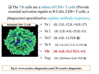  The Tfh cells are a subset of CD4+ T cells (Provide
essential activation signals to B Cells, CD8+ T cells, a
phagocytes) specialized to regulate antibody responses.
• Th 1 (IL-2,IL-12,IL-18,IL-27)
• Th 2 (IL-2,IL-4,IL-25,IL-31)
• Th17 (IL-4,IL-12,TGF-β)
• Th 9 (IL-1,IL-6,IL-21,IL-23,TGF-β)
• Tfh (IL-6,IL-21,CXCL-13)
• Treg (IL-2,Retinoic Acid, TGF-β)
Activated CD4+ T cells
Fig 2: www.creative-diagnostics.com/CD creative diagnostics
 
